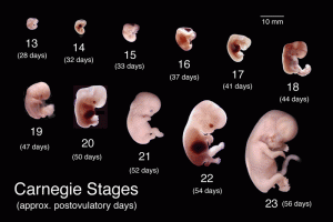 carnegie Stages of embryo fetus developement